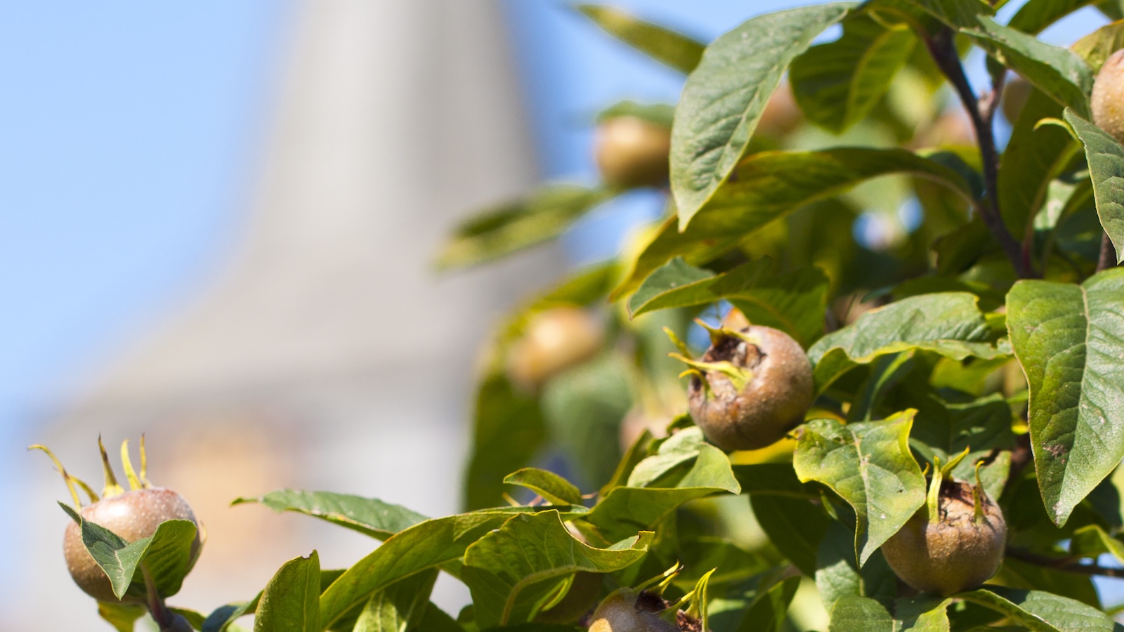 Workshop im Bildungshaus Modexen: Experiment Mispel – eine seltene Frucht