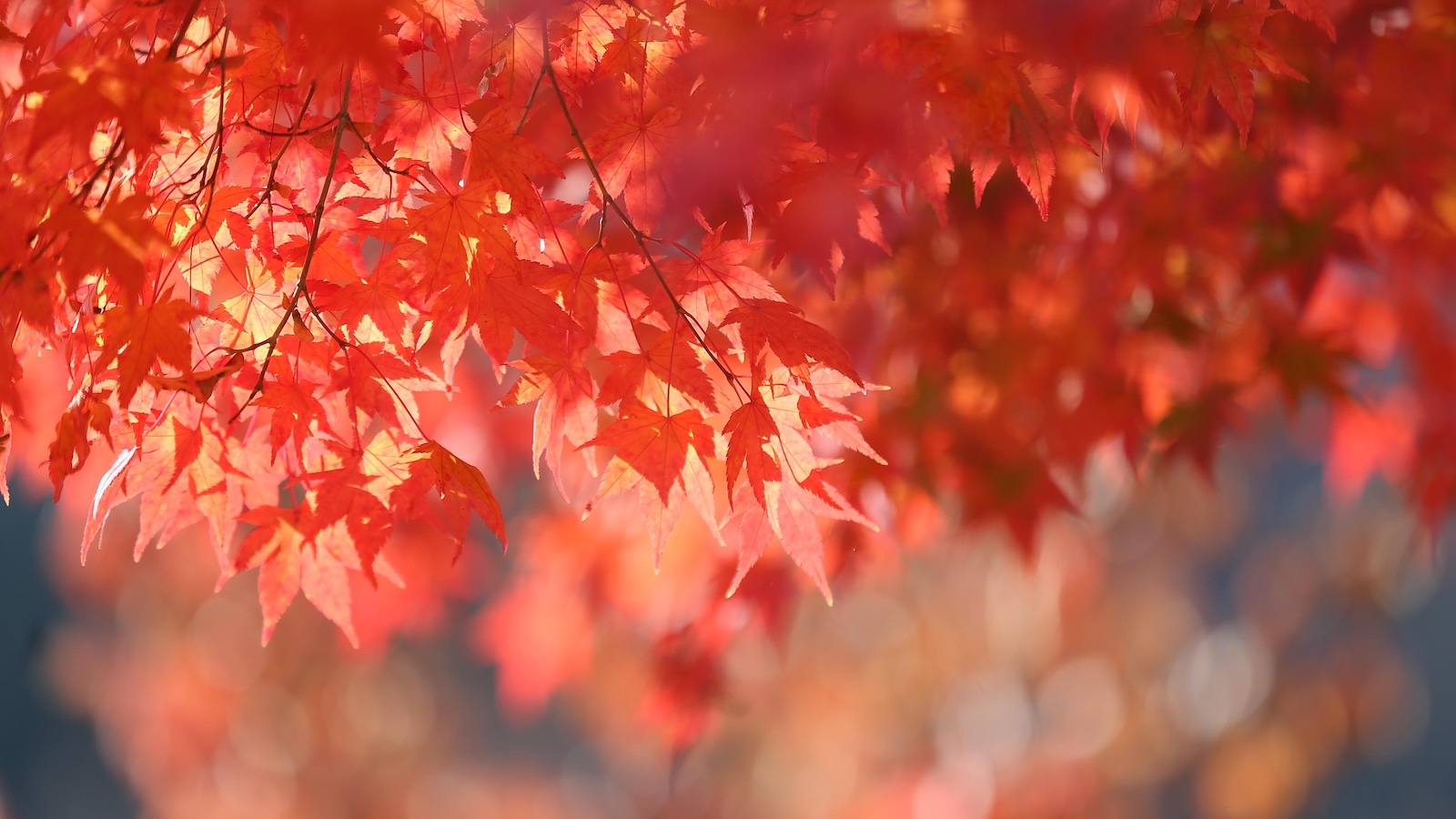 NABU-Kreisgruppe Höxter lädt zur Mitmachaktion am Naturschutzlehrpfad in Brakel  ein